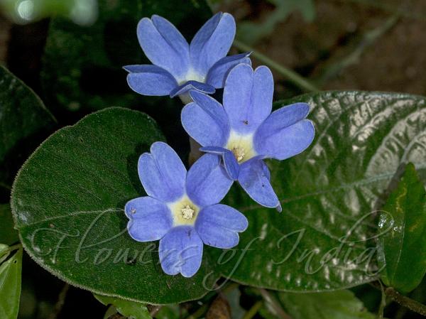 Large-Flowered Acranthera